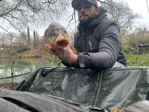 Common Carp