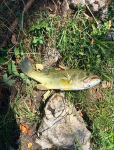 Smallmouth Bass