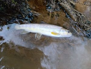 Brown Trout