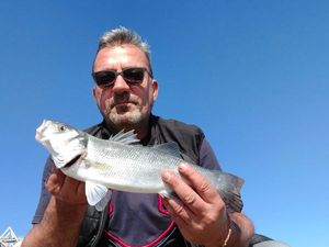 European Bass (Seabass)