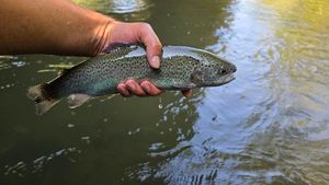 Rainbow Trout