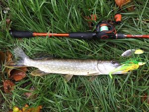 Northern Pike