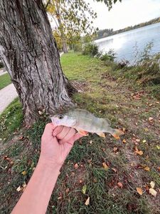 European Perch
