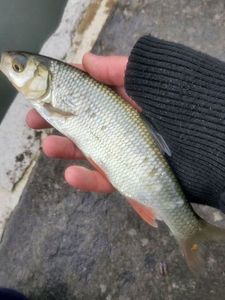 Common Bream