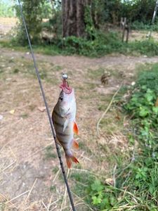 European Perch