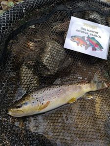 Brown Trout