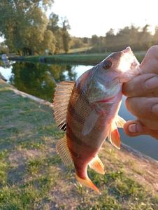 European Perch