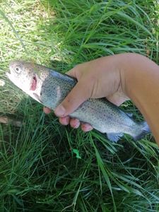 Rainbow Trout