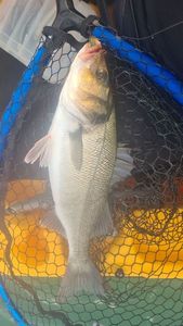 European Bass (Seabass)