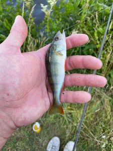 European Perch