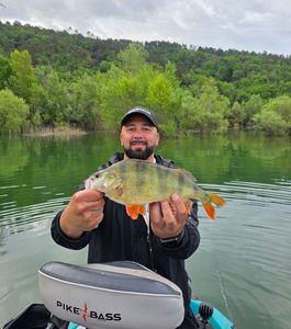 European Perch