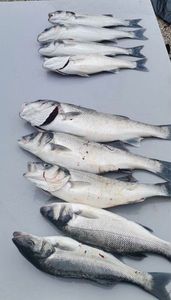 European Bass (Seabass)