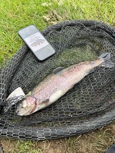 Rainbow Trout