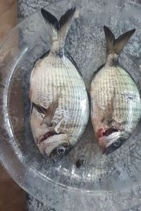 White Seabream