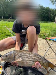 Common Carp