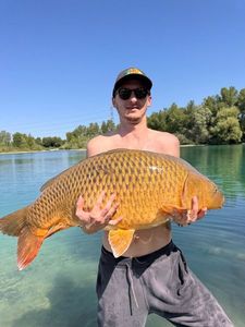 Common Carp