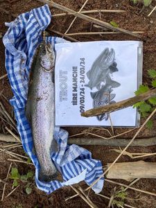 Rainbow Trout