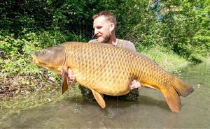 Common Carp