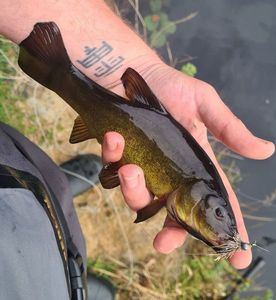 Tench