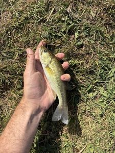 Largemouth Bass