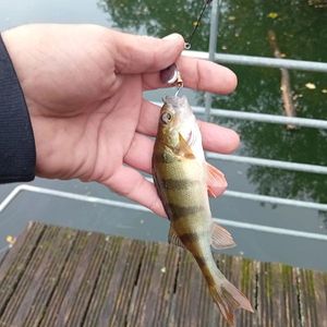 European Perch
