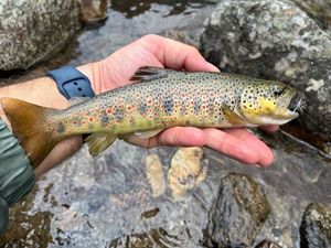 Brown Trout
