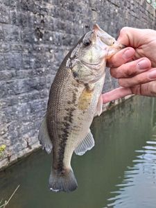 Largemouth Bass
