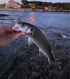 European Bass (Seabass)