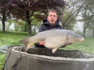 Common Carp