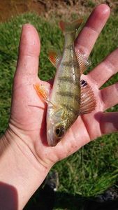 European Perch