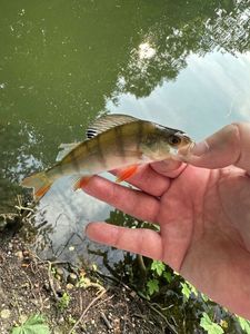 European Perch