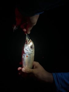 Blackspot Seabream