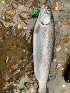 Rainbow Trout
