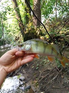 European Perch