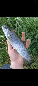 Rainbow Trout