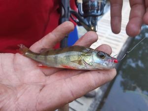 European Perch