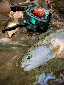 Rainbow Trout