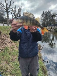 European Perch