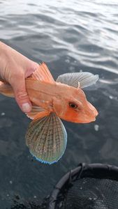 Red Gurnard