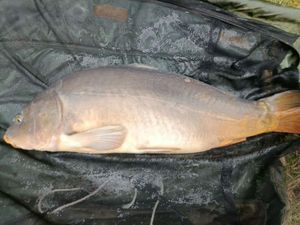 Mirror Carp