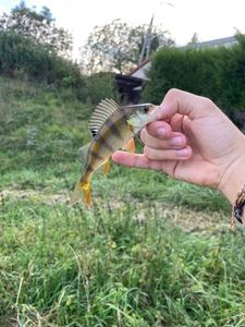 European Perch