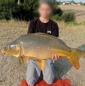 Mirror Carp