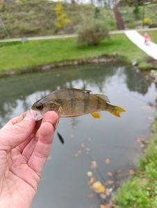 European Perch