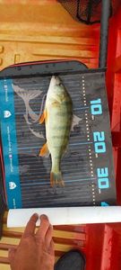 European Perch