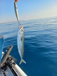 Chub Mackerel