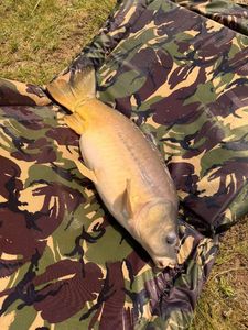 Mirror Carp