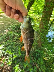 European Perch