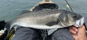 European Bass (Seabass)