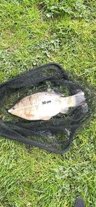 Crucian Carp