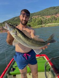 Zander
